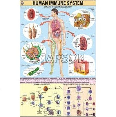Human Physiology Charts, School Education Human Physiology Charts, School Education